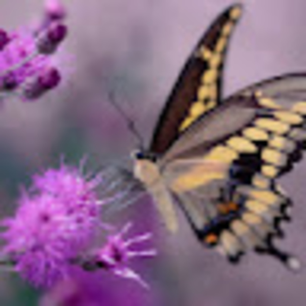 Meet your Posher, Katelyn